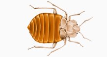 Bed Bug Bergenfield NJ