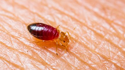 Bed Bug Signs Bergenfield NJ